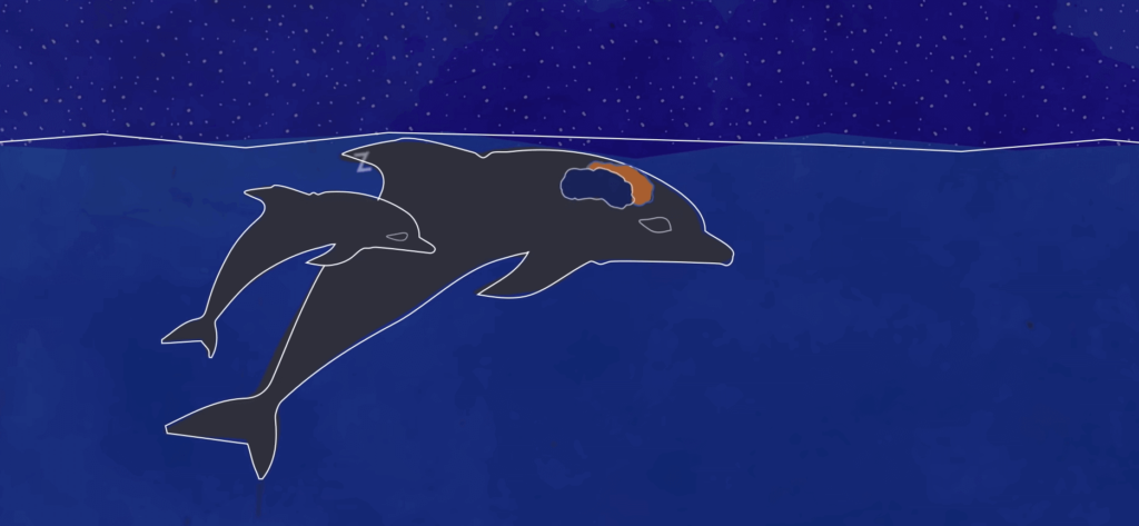 sleeping dolphin - mamal
